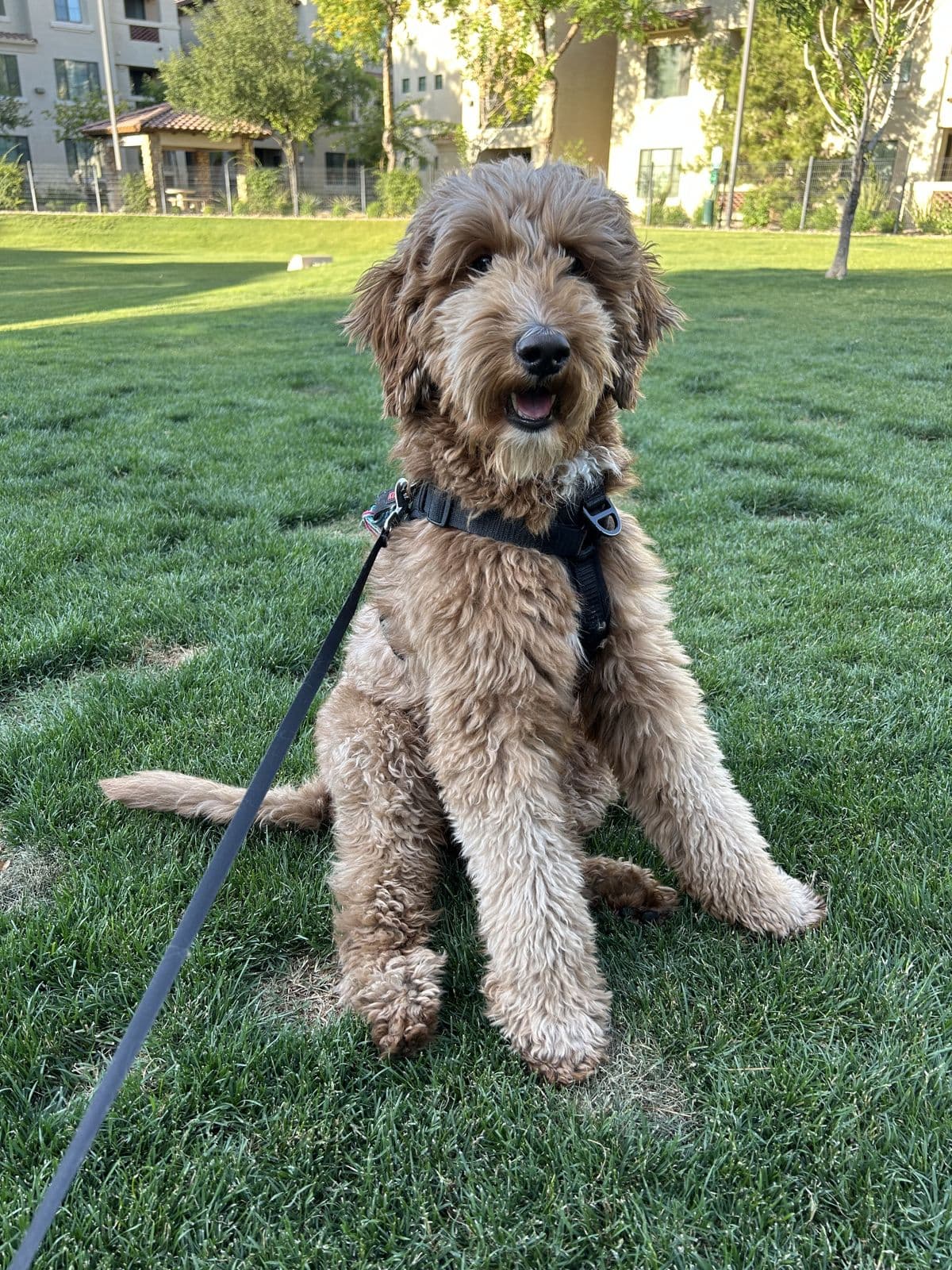 Tiger sitting on the grass in the fenced dog park