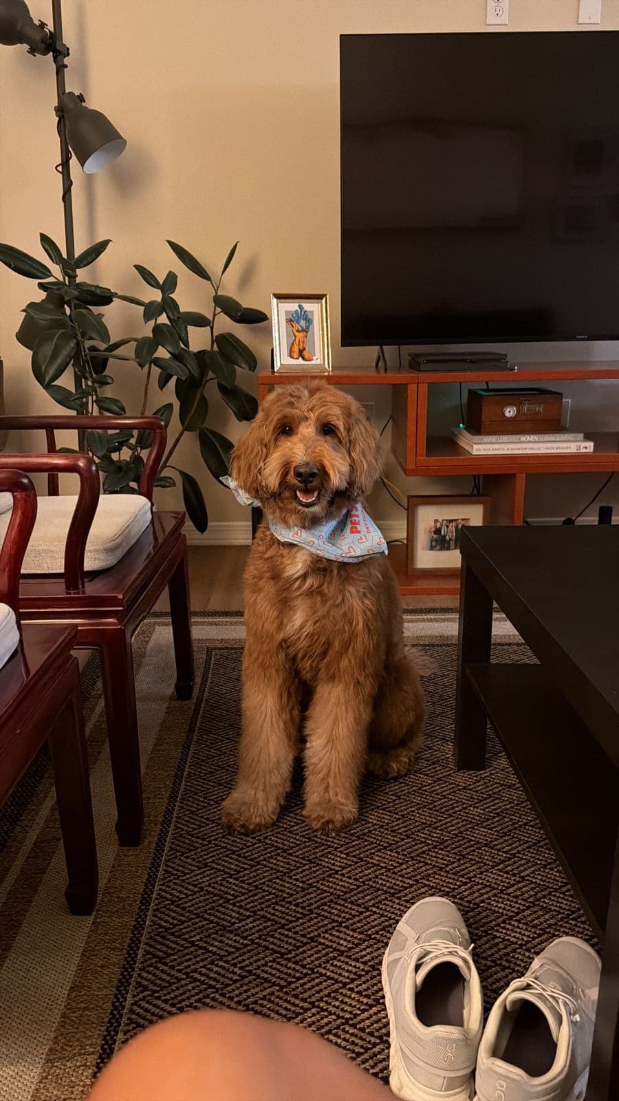Tiger standing in the living room