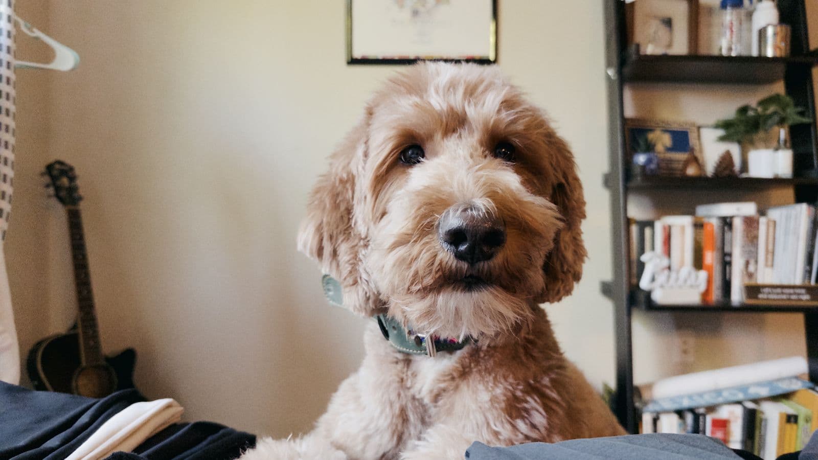 Tiger, a goldendoodle, looking at the camera in the living room